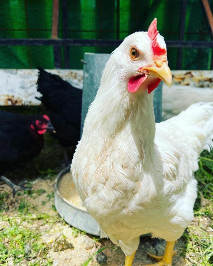 Finca Martina Lägenhet Casarabonela Exteriör bild